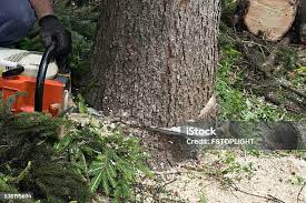 Best Tree Removal  in Britt, IA